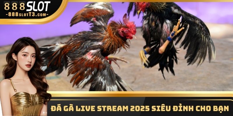 Đá gà live stream 2025 siêu đỉnh cho bạn