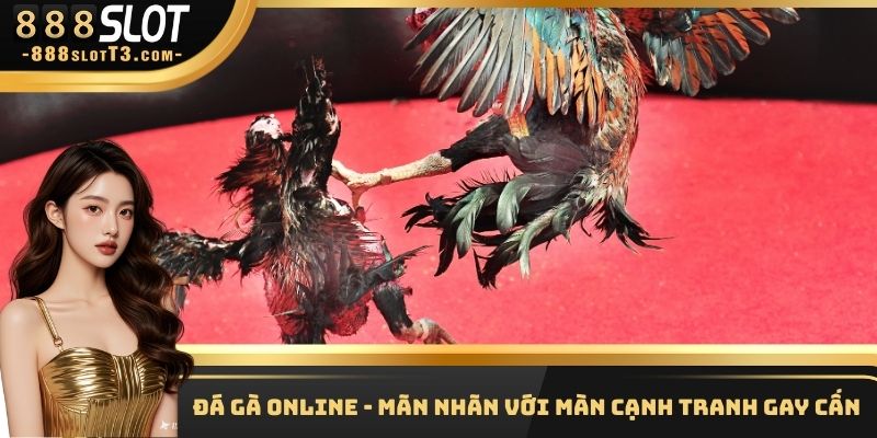 Đá Gà Online - Mãn Nhãn Với Màn Cạnh Tranh Gay Cấn