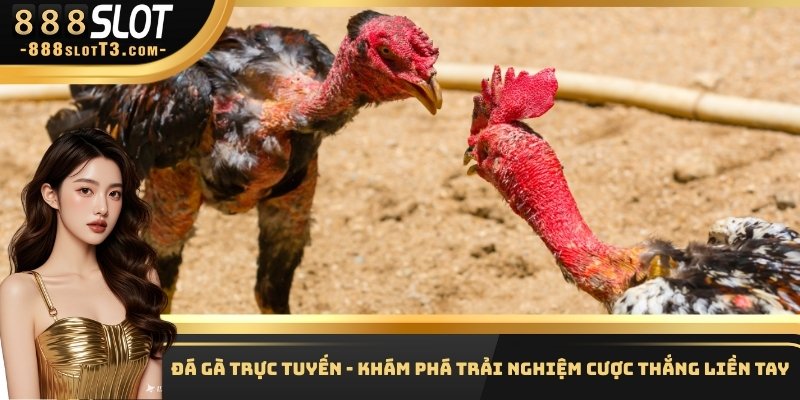 Đá Gà Trực Tuyến - Khám Phá Trải Nghiệm Cược Thắng Liền Tay