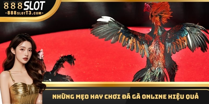 Những mẹo hay chơi đá gà online hiệu quả