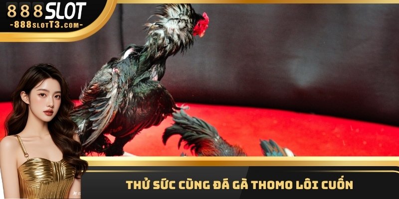 Thử sức cùng đá gà Thomo lôi cuốn